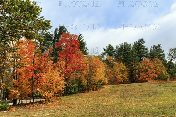 Fall leaves, Indian summer, sunny fall weather, North Conway, White Mountain, New Hampshire, New England, USA