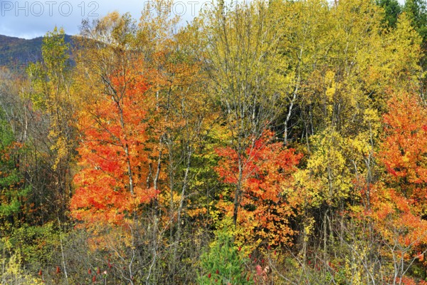 Fall leaves, Indian summer, sunny fall weather, White Mountain, New Hampshire, New England, USA