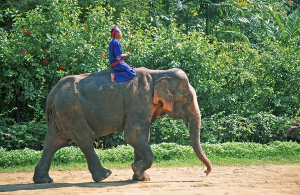 A man rides an elephant at Samphran Elephant Ground and Zoo near Bangkok, Thailand, December 2002, vintage, retro, old, historic