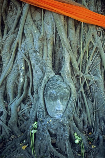 Roots, Buddha head ingrown in tree, Wat Mahatat, Ayutthaya, Thailand, December 2002, vintage, retro, old, historical