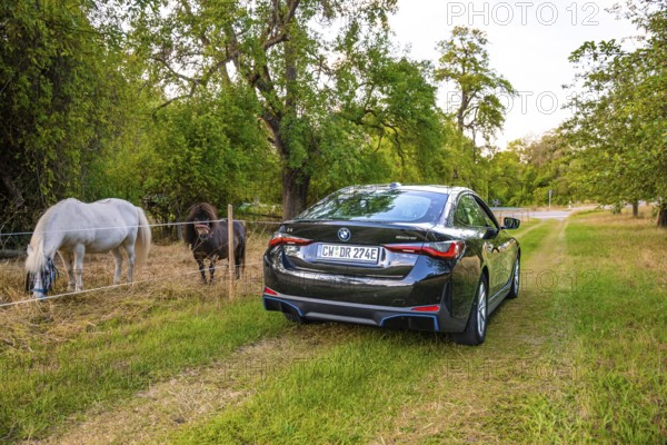 Rear view of an electric car on a rural path, horses grazing next door surrounded by trees, BMW I7 electric car, deer e-car sharing, Calw, Germany