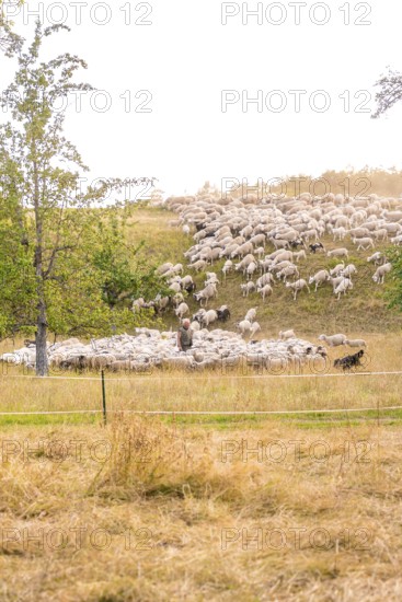 Flock of sheep moving across a hilly meadow surrounded by nature, BMW i7 electric car, deer e-car sharing, Calw, Germany
