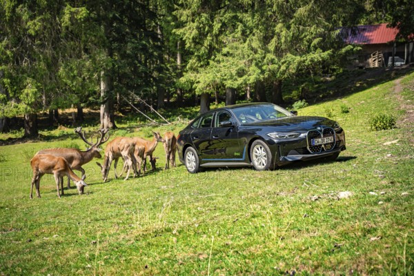 Black car next to a group of deer in a meadow in the forest, BMW i7 electric car, Deer e-Carsharing, Calw, Germany