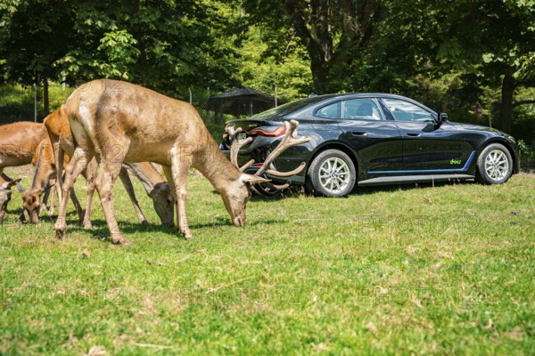 Black car in a meadow next to grazing deer in the forest, BMW i7 electric car, deer e-car sharing, Calw, Germany