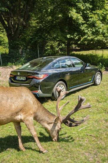 Black car and a deer in a meadow surrounded by green trees, BMW i7 electric car, Deer e-Carsharing, Calw, Germany