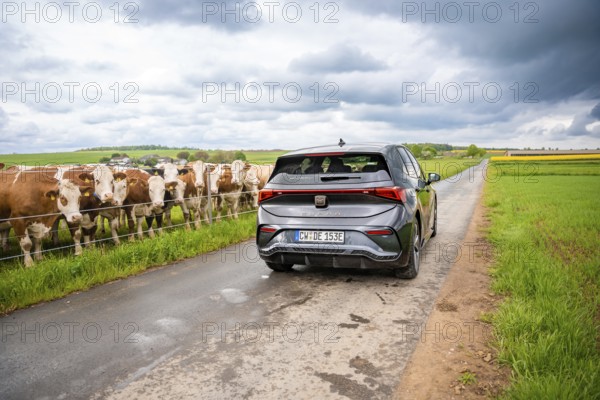 Rear view of an electric car on a road next to a pasture full of cows, Cupra, Deer E-CarSharing, Calw, Germany