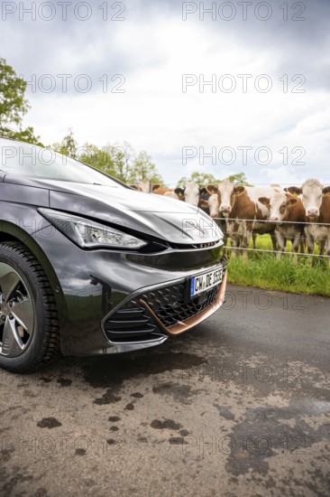 Close-up of the front of an electric car on a country road with cows in the background, Cupra, Deer E-CarSharing, Calw, Germany