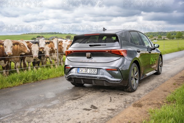 An electric car drives on a country road along green fields with cows, Cupra, Deer E-CarSharing, Calw, Germany