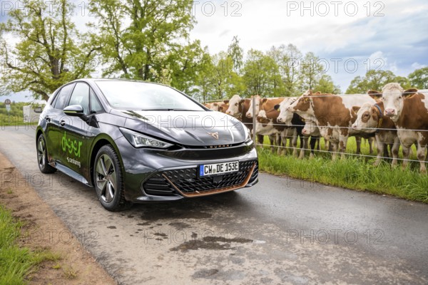 A black electric car is parked on a country road next to a pasture with cows, Cupra, Deer E-CarSharing, Calw, Germany