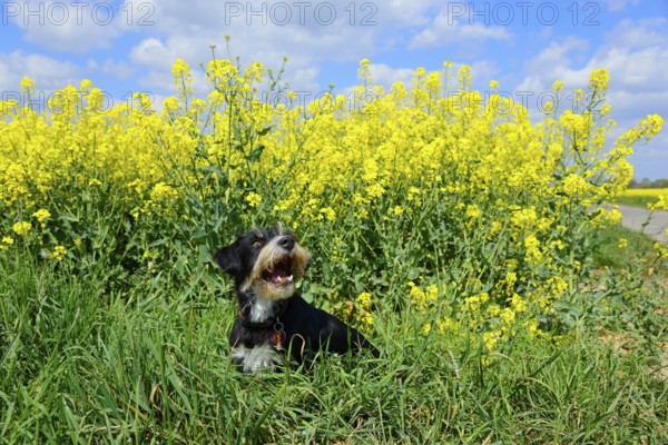 A cheerful dog sits in a yellow flower meadow under a blue sky with clouds, mixed breed dog in rapeseed field, mixed breed, wire-haired dachshund terrier-Havanese mix, male Ilsede, Peine, Lower Saxony, Germany