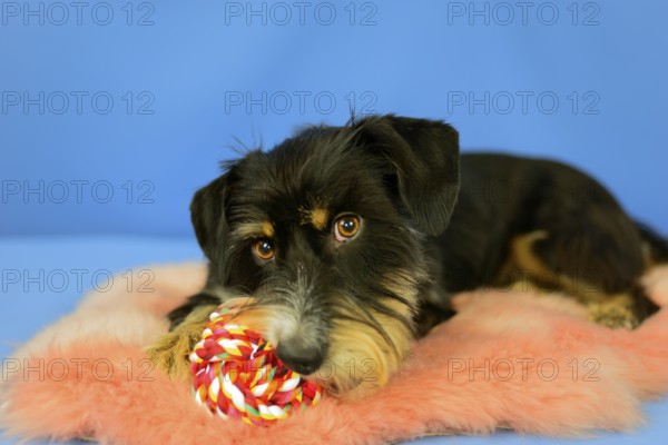 A cute black dog is lying with a colorful toy on a pink coat, blue background, mixed breed dog, wire-haired dachshund terrier-Havanese mix, male, Germany