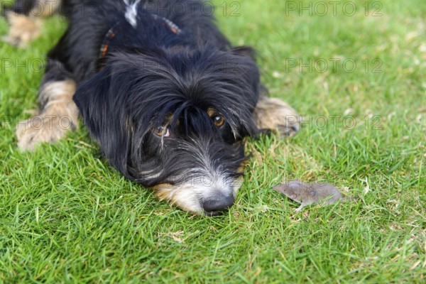 A curious dog is lying on the lawn looking at a small mouse, mixed breed, mixed breed dog, wire-haired dachshund terrier Havanese mix, male, Germany