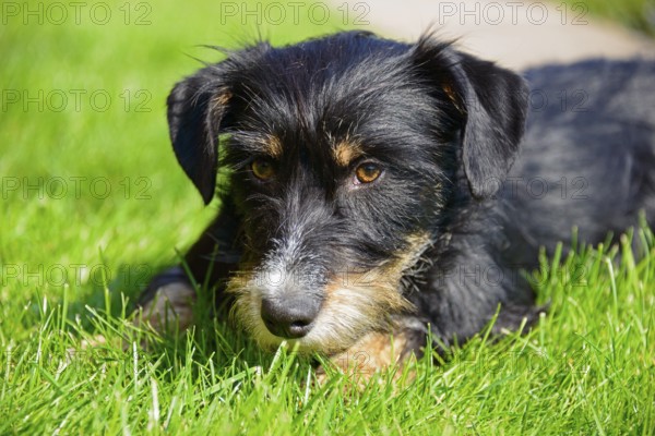 A dog looks at the picture with a relaxed look while lying in the grass, mixed breed dog, wire-haired dachshund terrier Havanese mix, male, Germany