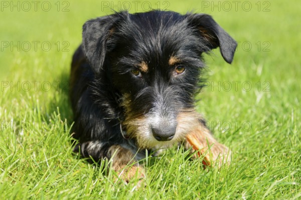 A dog is relaxing in green grass on a sunny day, mixed breed, mixed breed dog, wire-haired dachshund terrier-Havanese mix, male, Germany