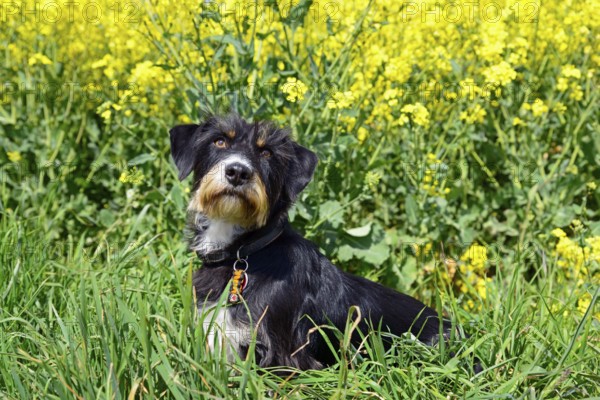 A black and white dog sits in a blooming, yellow flower meadow on a sunny day, mixed breed dog in rapeseed field, mixed breed, wire-haired dachshund terrier-Havanese mix, Rüde Ilsede, Peine, Lower Saxony, Germany