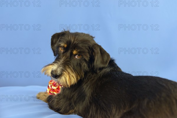A black dog with toy looks back on a blue background, mixed breed dog, wire-haired dachshund terrier Havanese mix, male, Germany
