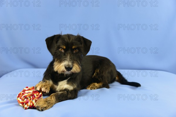 A black dog lies attentively on a blue background next to a toy, mixed breed dog, wire-haired dachshund terrier-Havanese mix, male, Germany