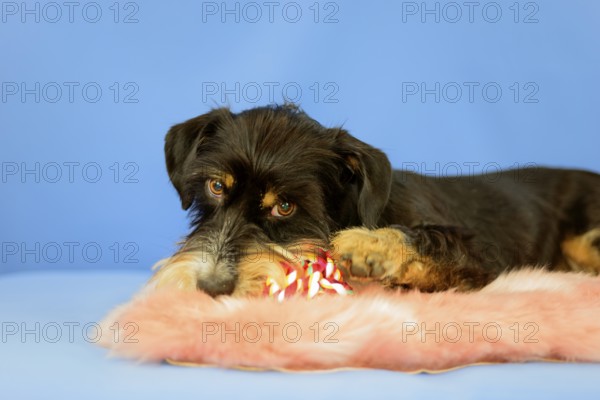A black dog is lying relaxed on a pink coat with a toy on a blue background, mixed breed dog, wire-haired dachshund terrier-Havanese mix, male, Germany
