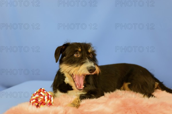 A black-brown dog yawns on a pink coat, next to him a toy, blue background, mixed breed dog, wire-haired dachshund terrier-Havanese mix, male, Germany