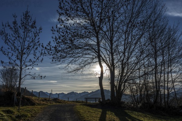 Bare trees in backlight on the hiking trail near Reichenbach, behind mountains of the Allgäu Alps, Oberstdorf, Oberallgäu, Allgäu, Bavaria, Germany