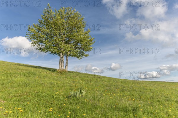 Isolated trees on the top of the Vosges mountains. france