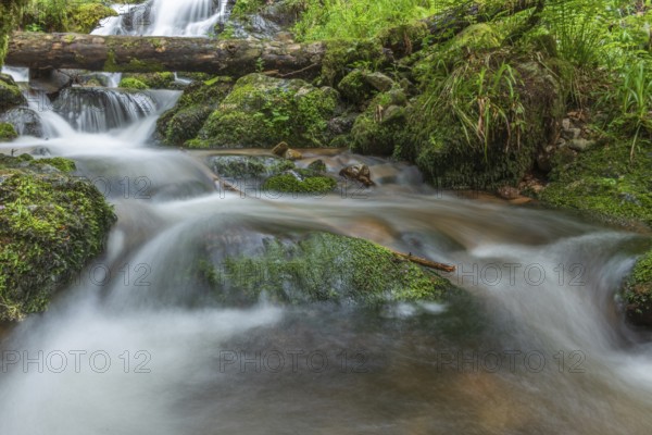 Water in a stream flows across moss-covered rocks. The scene is set in the forest in spring, with soft light streaming through the trees. Vosges, France
