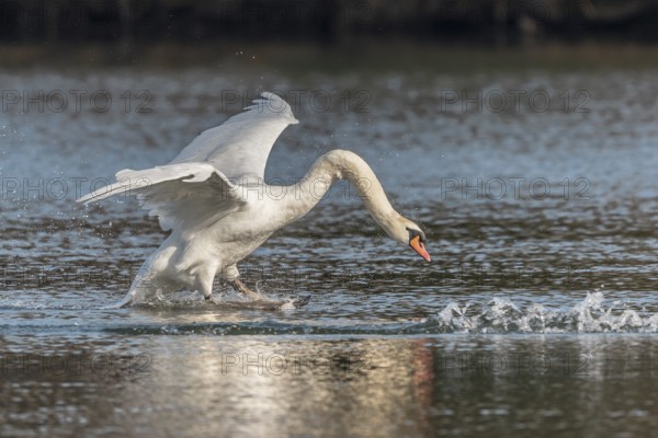 Swan spreads his wings as he flees from the pond. The water splashes around him. It is a lively natural scene. The sky is clear and the sun is shining. Bas Rhin, Alsace, France