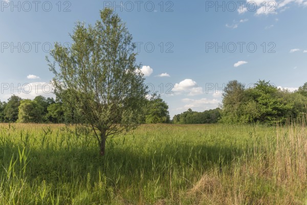 A field of green grass and flowers lies under a blue sky with clouds. Trees are standing around in natural surroundings. Bas Rhin, Alsace, France