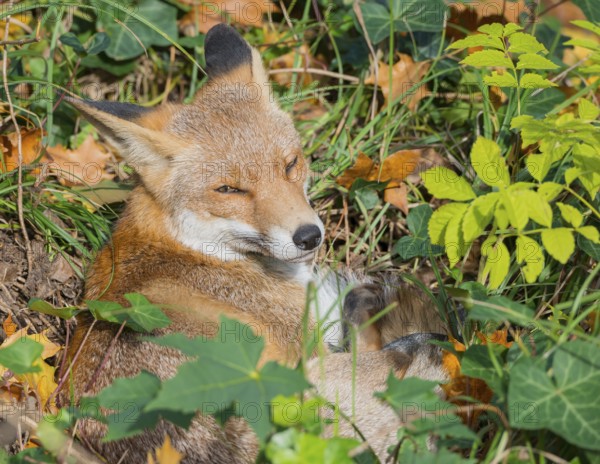 Red fox (Vulpes vulpes) lies between grass and autumn leaves and looks attentively, but relaxed, into the camera, eyes, gaze, forest, forest animal, predator, animal, animals in the city, urban fox, fluffy, fur, fox red, fox fur, camouflage, camouflaged, camouflage colouring, cute, peaceful, curious, curiosity, fox tail, symbolic image for taking a break, relaxation, autumnal, habitat, ecological niche, species protection, stepping stone, stepping stone biotope, biotope, coexistence, territory, cemetery, Kreuzberg, Berlin, Germany