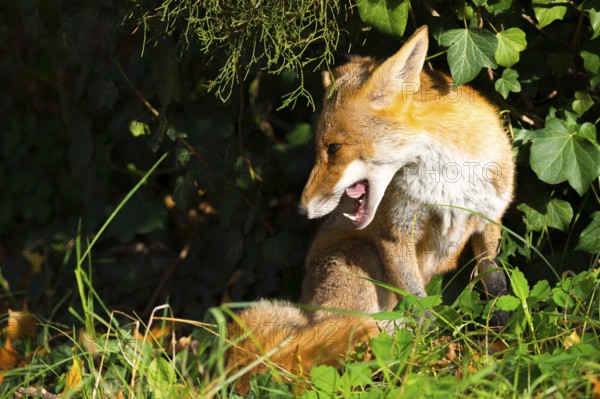 Red fox (Vulpes vulpes) sitting in the sun under a juniper and ivy between grass and autumn leaves, looking calmly and relaxed to the left, seems to be laughing, open mouth, pointed teeth, visible tongue, white throat, healthy, only half-open eyes, peaceful, calm atmosphere, forest, forest animal, urban fox in cemetery, fluffy, fox fur, camouflage, camouflage colouring, cute, tired, tiredness, sunbathing, warmth, serenity, calm, relaxation, Kreuzberg, Berlin, Germany