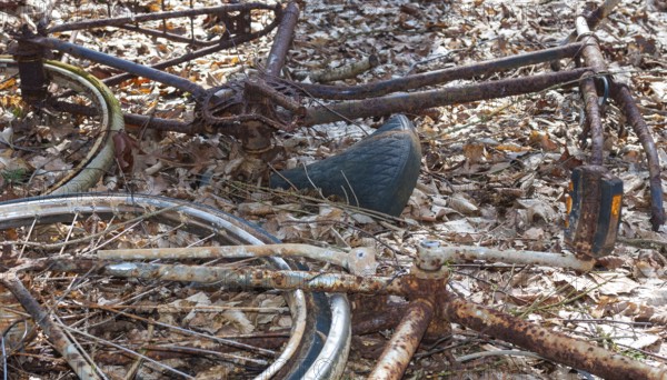 Rusty bicycles, two destroyed, rusty bicycle wrecks in the forest, broken Dutch bikes, old bicycles lying damaged on the forest floor covered with leaves, weathered wrecks, forgotten, rusted, broken, disposed of as trash, stolen and broken wheels, rear wheels and frame, saddle, handlebars and pedals, bicycle frame, trash, scrap, scrap, decline, old metal, demolished, vandalism, theft, nature, leaves, autumn leaves, autumn, decline, Lüneburg district, Lower Saxony, Germany