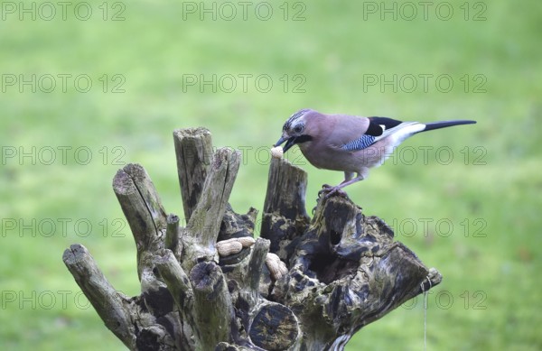 Eurasian jay (Garrulus glandarius) eating peanuts, Schleswig-Holstein, Germany