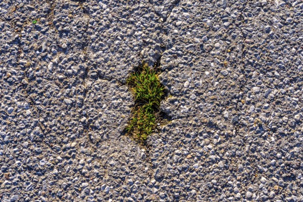 Grass grows in a gap in the asphalt surface, soil, with many, small cracks, roadway, parking lot