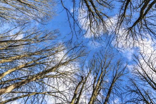 Treetops, bare trees, branches, blue sky, winter North Rhine-Westphalia, Germany