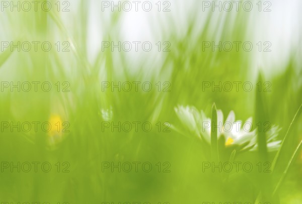 A daisy (Bellis perennis), also known as the perennial daisy or perennial daisy, the daisy of the month or Margritli blooms in a green, fresh meadow, grass, blades of grass, artistic blurring, out of focus, Mouse perspective with bright sky, soft colours, green, white and yellow, symbolic image for blossoming, Easter, new beginning, spring, spring, joy, good mood, cheerfulness, April, May, Allertal, district Heidekreis, Lower Saxony, Germany