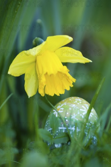 Hand-painted Easter egg with daisies or daisy blossoms lying under a yellow daffodil flower (Narcissus spec.), narcissus or daffodil on a spring-like flower meadow, daffodil blossom, daffodils, Easter egg, egg, eggs, colour, colourful, painted, painting, grass, meadow, garden, season, nature, sun, sunny, happy, symbol of blossoming, Easter, new beginning, spring, spring, joy, good mood, cheerfulness, April, Easter nest, Easter egg hunt, fun, district of Lüneburg, Lower Saxony, Germany