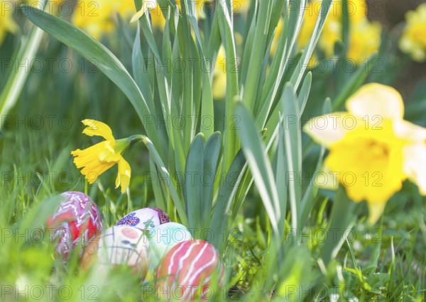 Colourful, hand-painted Easter eggs lie under yellow daffodils or daffodils (Narcissus spec.) on a spring-like flower meadow, daffodil blossom, daffodil, Easter egg, egg, eggs, colour, colourful, painted, painting, cheerful, grass, meadow, joyful, garden, season, nature, sun, sunny, happy, symbolic image for blossoming, Easter, new beginning, spring, spring, joy, good mood, cheerfulness, April, Easter nest, Easter egg hunt, fun, district of Lüneburg, Lower Saxony, Germany