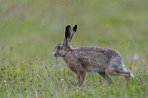 Anyone observing the behaviour of brown hares (Lepus europaeus) will notice recurring patterns of behaviour: after eating, they often stand on their haunches and stretch their bodies, Germany