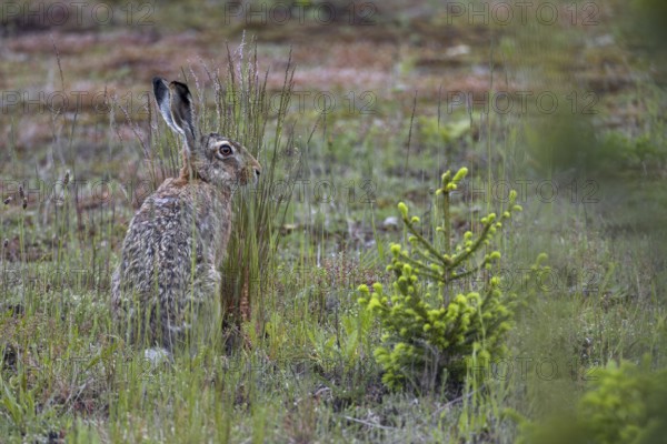 Brown hares (Lepus europaeus) like to feed on ears of grass, for which they need economically unused areas where grasses are not mown, Germany