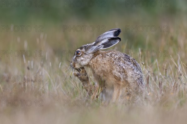With the long claws of its hind legs, the brown hare (Lepus europaeus) reaches areas in order to scratch itself, Germany