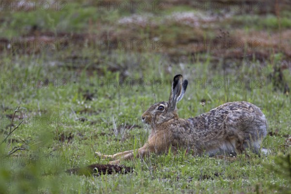 When brown hares (Lepus europaeus) finish a rest undisturbed, they usually stretch their limbs extensively, Germany