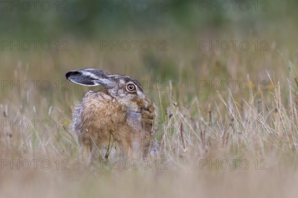 A brown hare (Lepus europaeus) uses its teeth to groom the paws of its hind legs, Germany