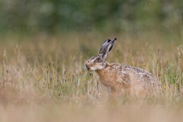 A brown hare (Lepus europaeus) eating an ear of grass, Germany