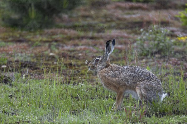 A brown hare (Lepus europaeus) on the renaturalised area of a former gravel pit, Germany