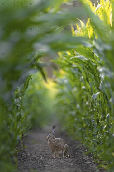 One of at least 4 different brown hares (Lepus europaeus) that regularly appear in front of my hide, Germany