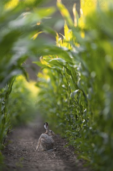 All the brown hares (Lepus europaeus) observed in the maize field made a very relaxed impression, Germany