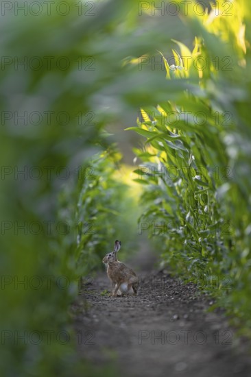 European hare (Lepus europaeus) sitting in the tractor track in a maize field, Germany