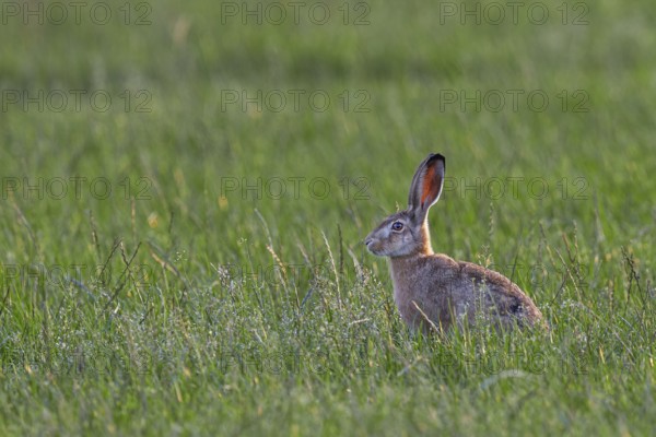 This year's brown hare (Lepus europaeus) on an intensively used agricultural meadow, fortunately it survived the spring, Germany