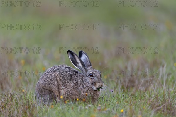 If you are photographing less shy brown hares (Lepus europaeus), you should nevertheless adopt a defensive approach and adapt your own behaviour so that the animals are not disturbed, Germany