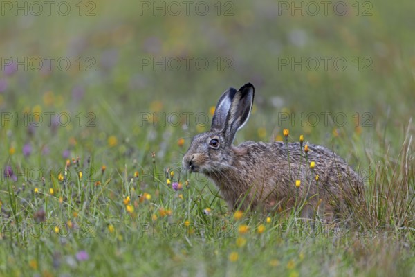 The rich food supply in wildflower meadows gives brown hares (Lepus europaeus) the opportunity to selectively choose and eat certain plants, Germany